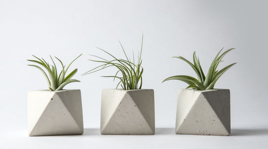Tillandsia ou «air plant»