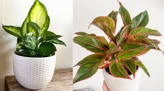 Comment entretenir vos plantes, trucs et astuces!
