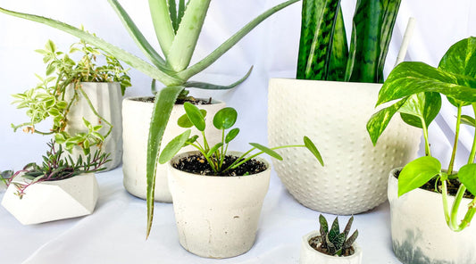 Plantes qui aide au niveau du sommeil