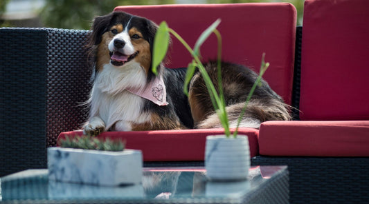 Les plantes non toxiques pour vos animaux!