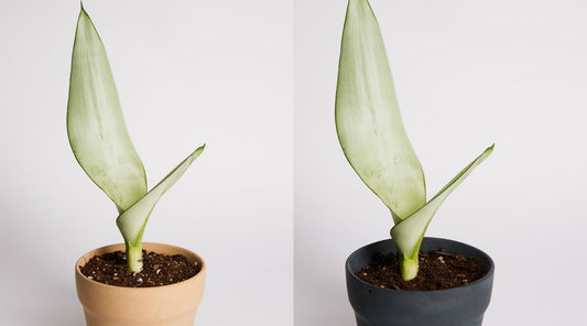 Langue de la belle-mère : une plante d'intérieur étonnante et nécessitant peu d'entretien pour la purification de l'air