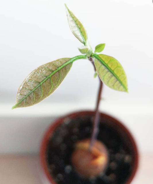 Comment faire pousser un avocatier?