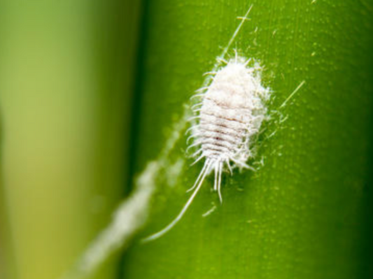Cochenille, insecte, maladie plante intérieure.