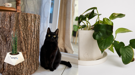 Mon chat mange mes plantes! Que faire ?