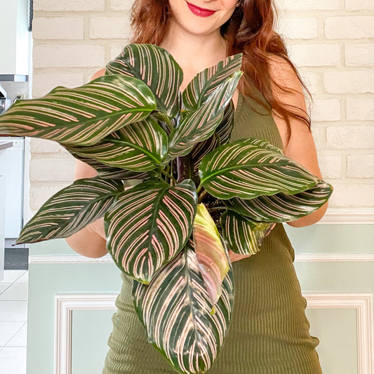 Calathea Ornata