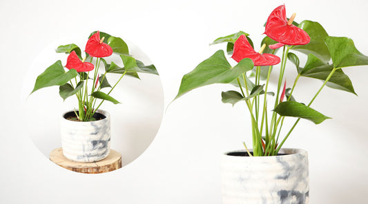 Anthurium bouture et entretien