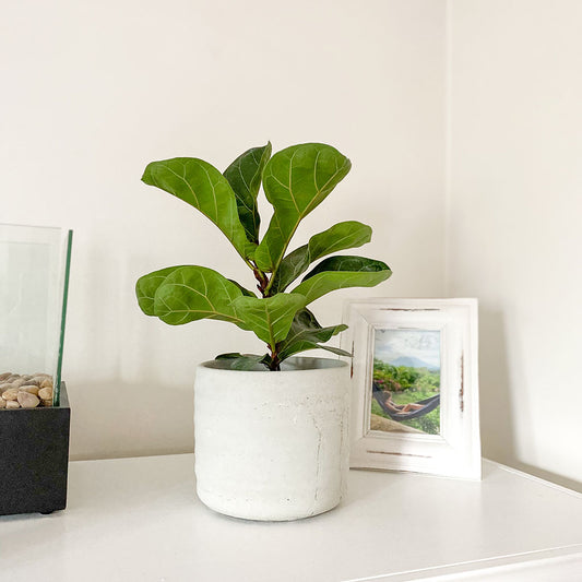 Ficus Burgundy et Ficus Lyrata