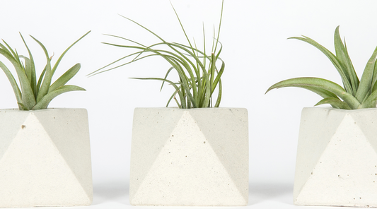 Tillandsias: l'essentiel à connaître