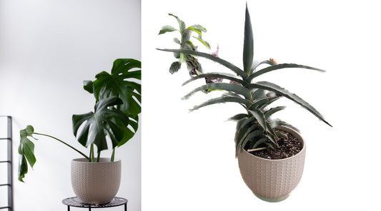 Guide complet pour un arrosage parfait de vos plantes : Conseils et astuces