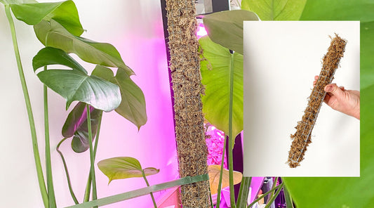 Sublimez vos plantes grimpantes avec les tuteurs en mousse de sphaigne