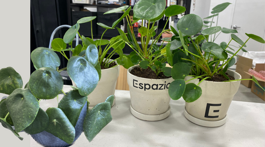 Pilea ou 'plante du dollar'', le porte bonheur vert