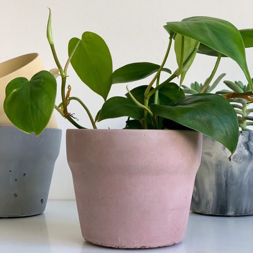 Carnelian | concrete pot