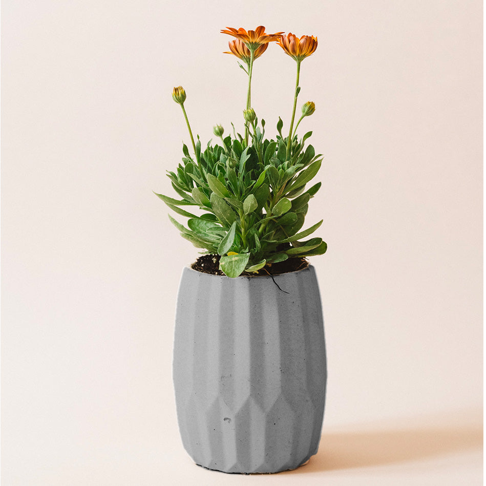 Opal | concrete pot