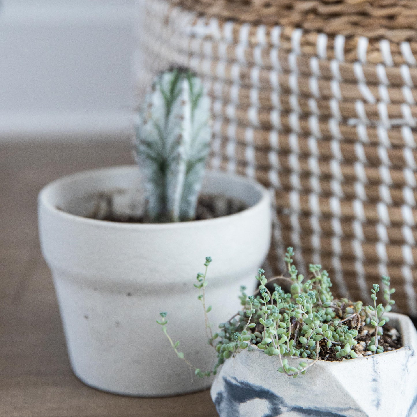 Carnelian | concrete pot