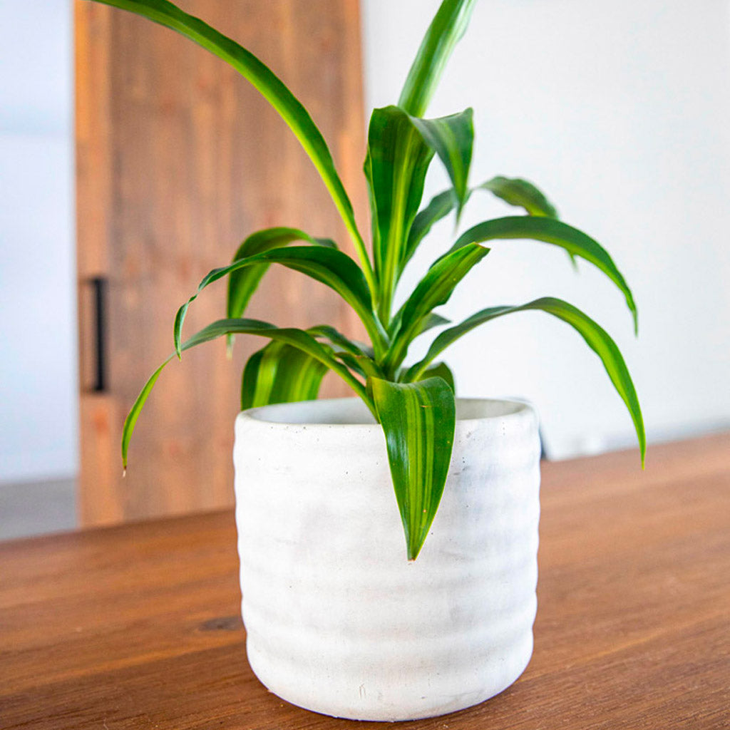 Amethyst | concrete pot