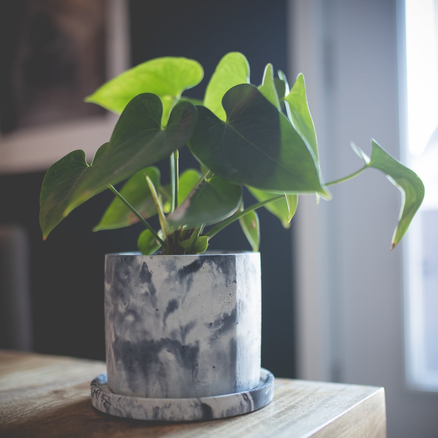 Jadeite | concrete pot