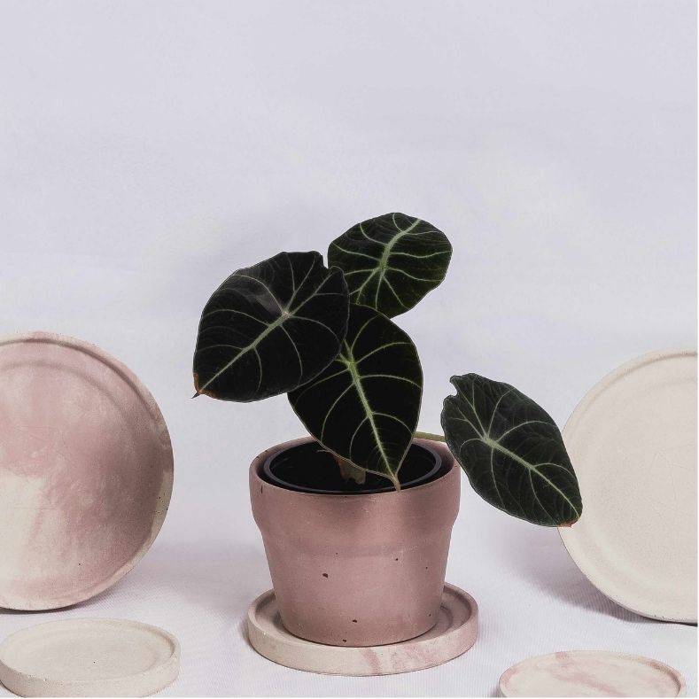 Carnelian | concrete pot