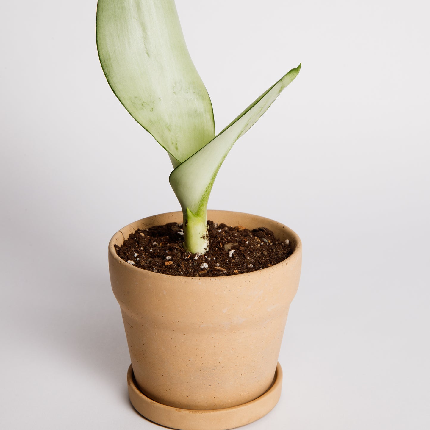 Carnelian | concrete pot