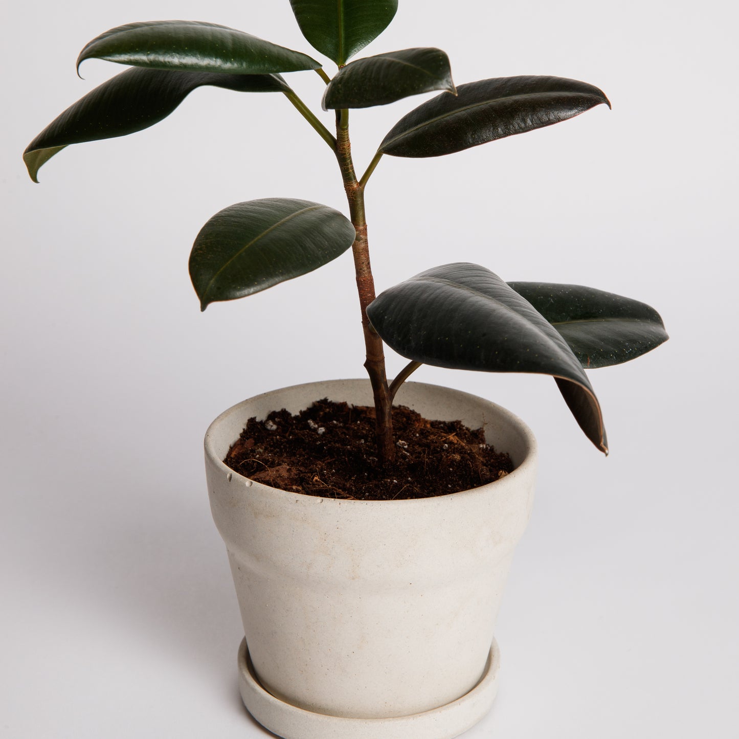 Carnelian | concrete pot