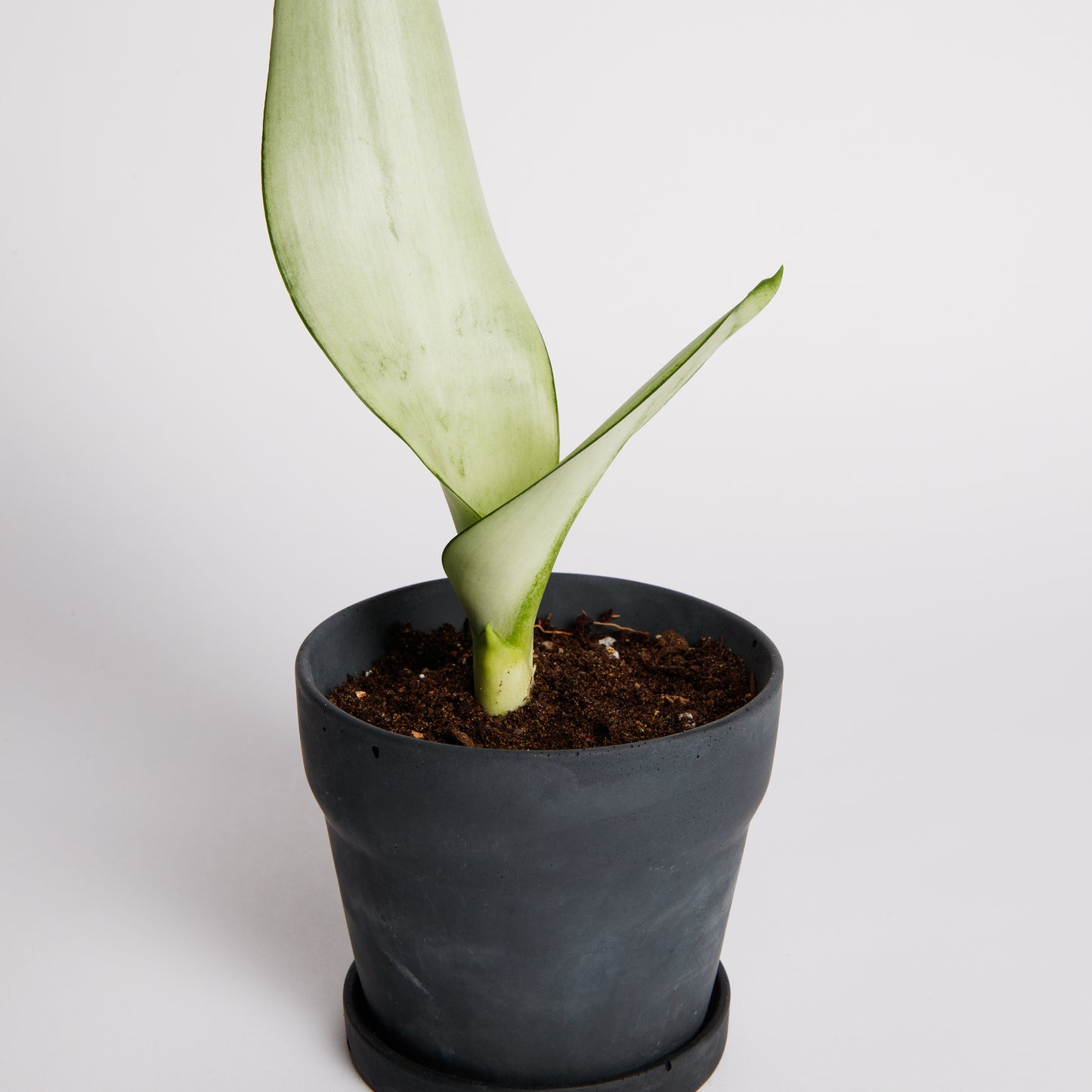Carnelian | concrete pot