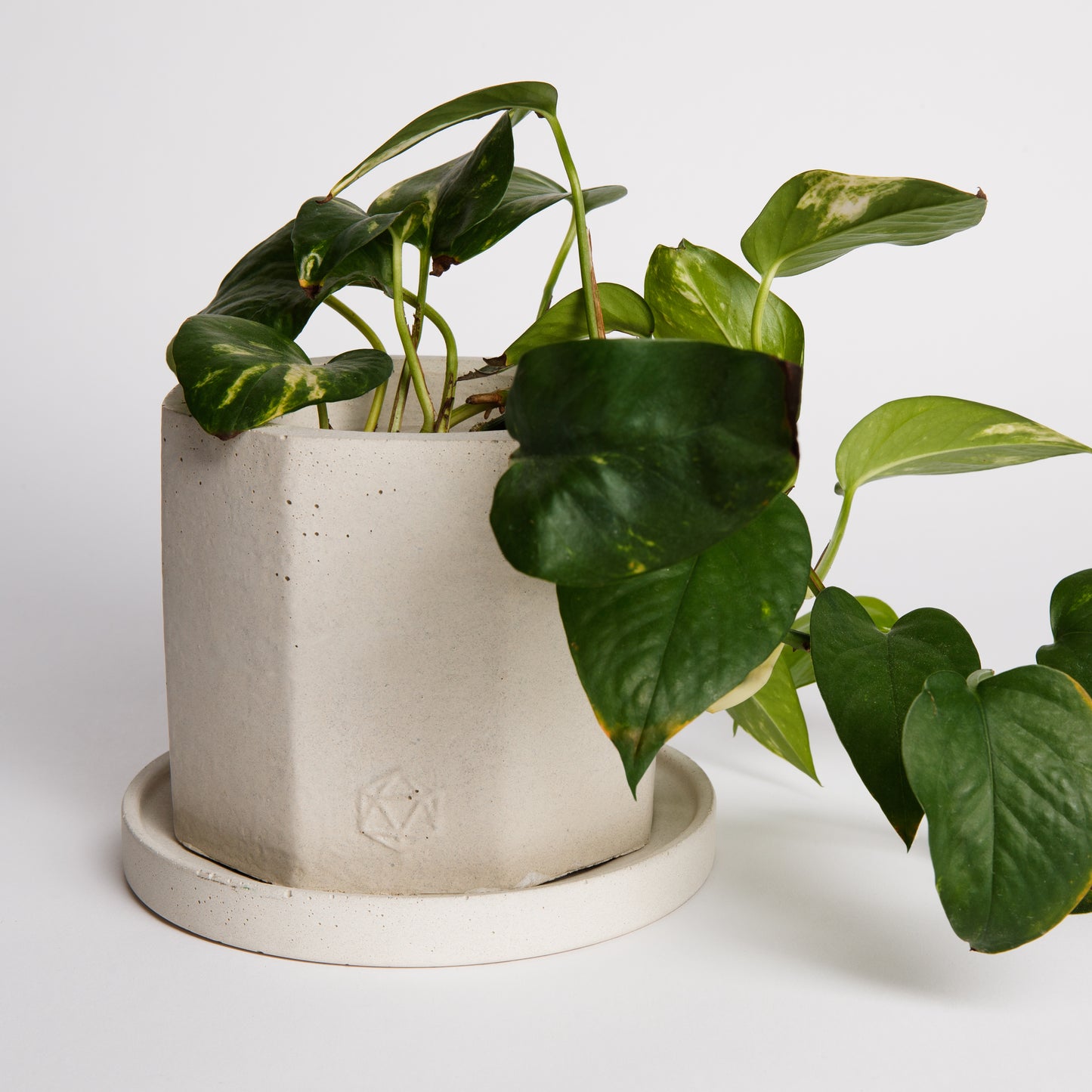 Jadeite | concrete pot