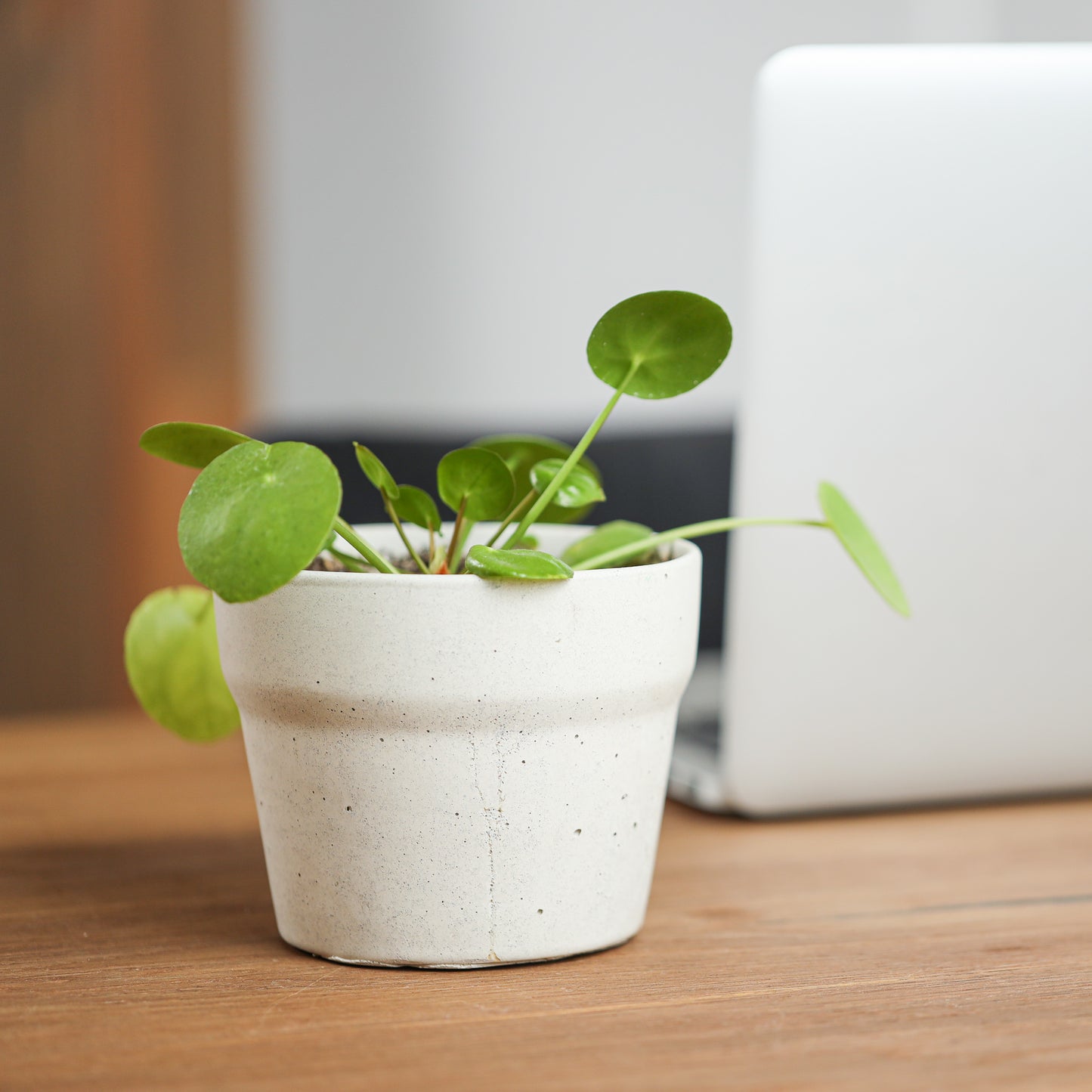 Carnelian | concrete pot