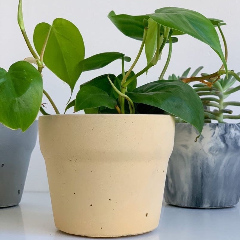 Carnelian | concrete pot
