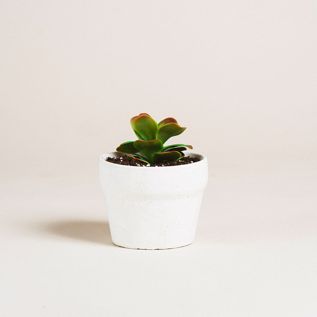 Pot de béton simple et élégant blanc mimipots cornaline