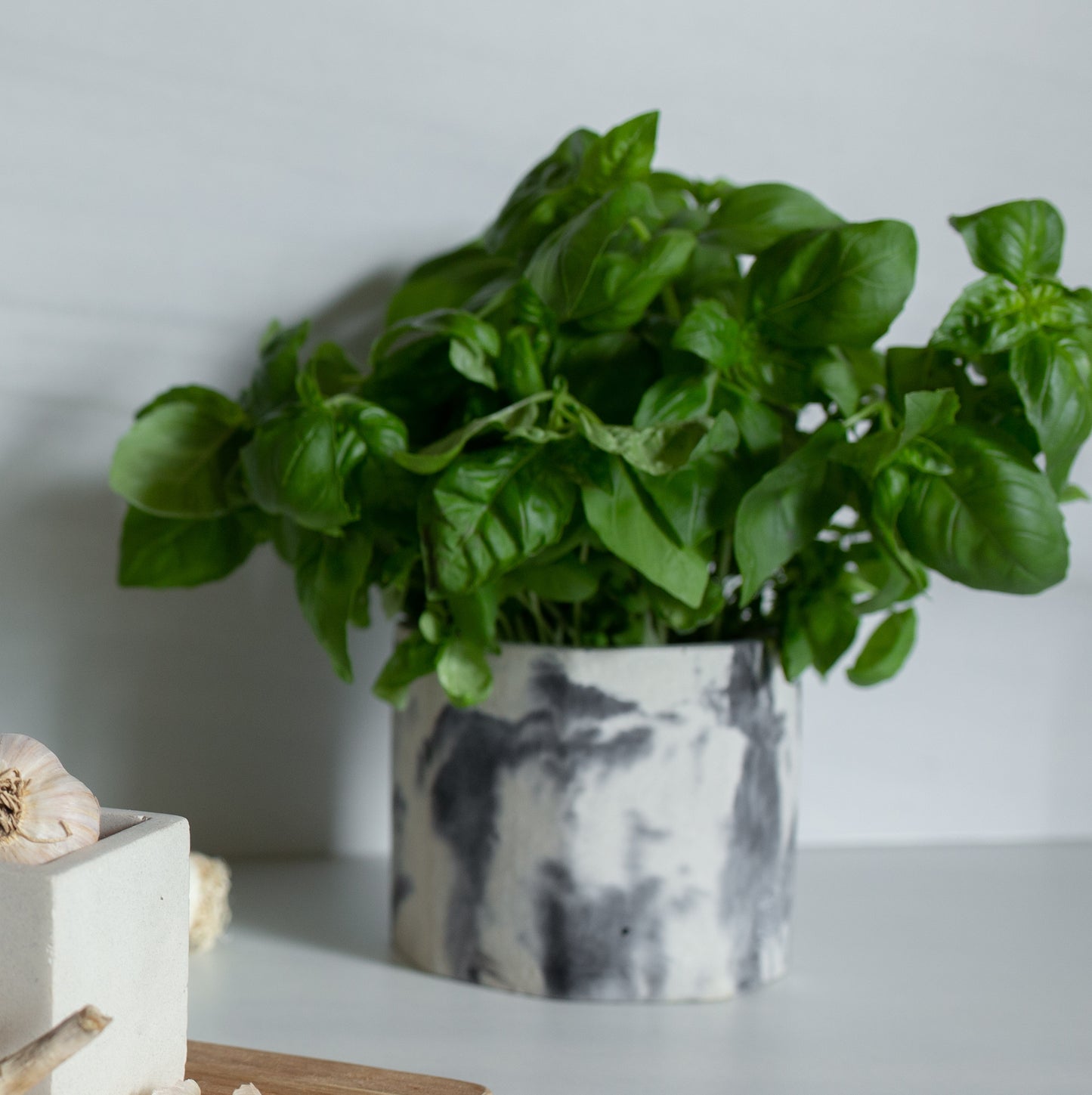 Jadeite | concrete pot