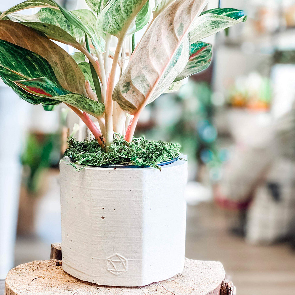 Jadeite | concrete pot