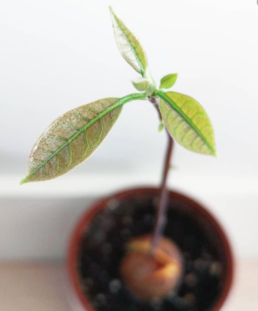 Comment faire pousser un avocatier?