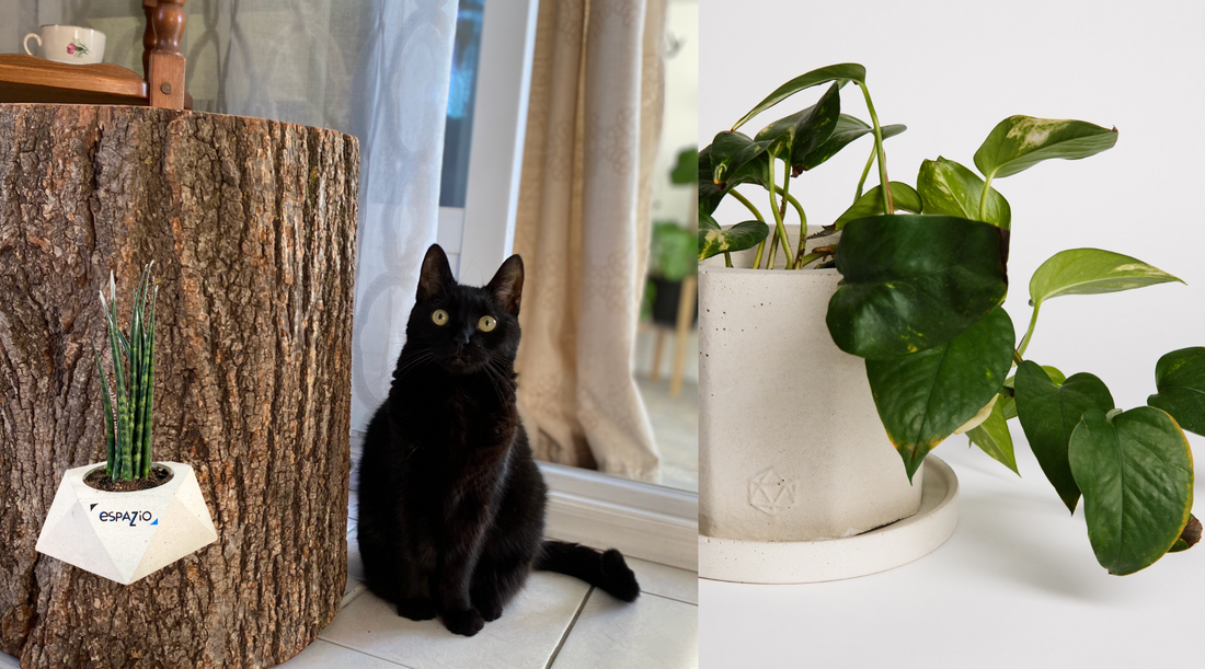 Mon chat mange mes plantes! Que faire ?