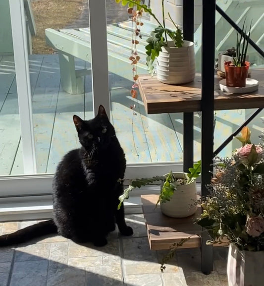 Les plantes toxiques pour les animaux
