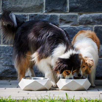 Large animal bowl