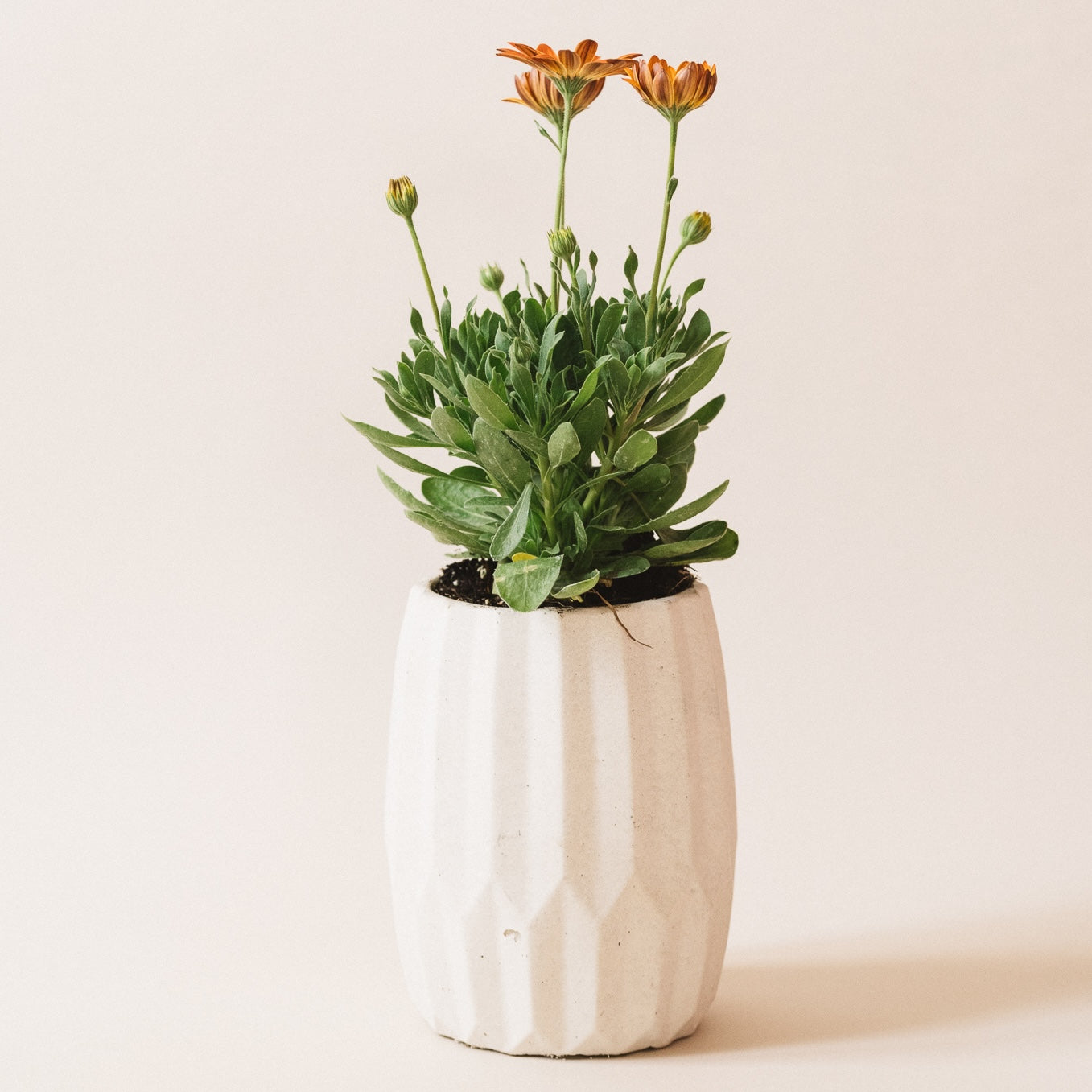 Opal Pot - Mimipots