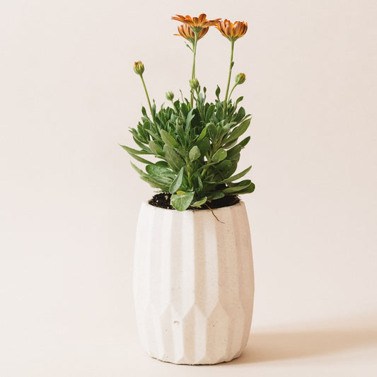 Opal Pot - Mimipots