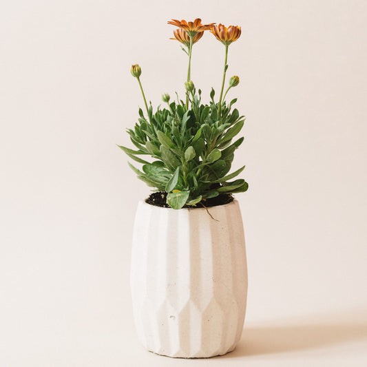 Opal | concrete pot