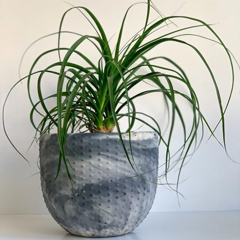 Pearl | concrete pot