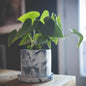 Jadeite | concrete pot