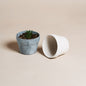 Carnelian | concrete pot