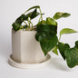 Jadeite | concrete pot