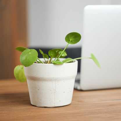 Carnelian | concrete pot