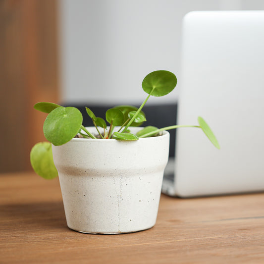 Carnelian | concrete pot