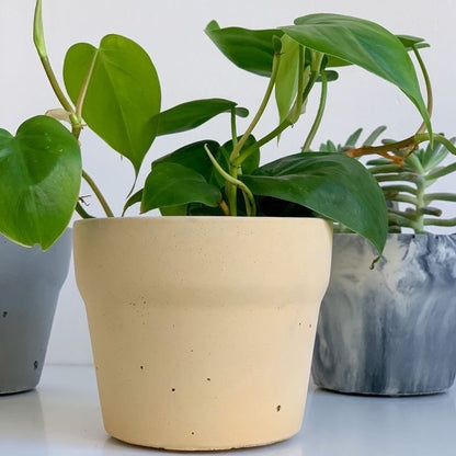 Carnelian | concrete pot