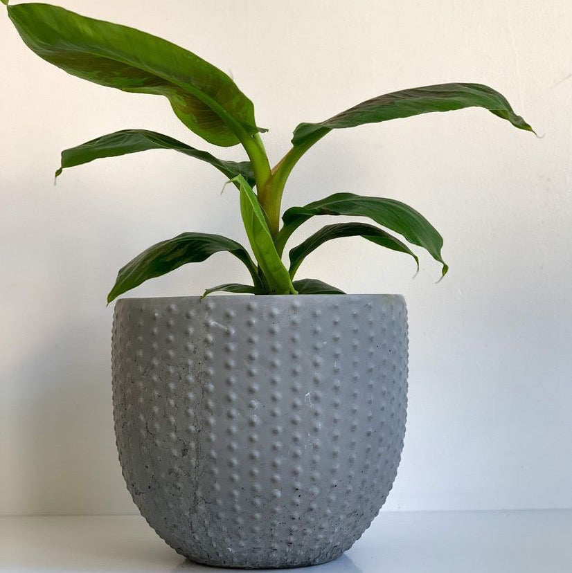 Pearl | concrete pot