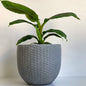 Pearl | concrete pot