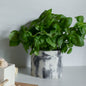 Jadeite | concrete pot
