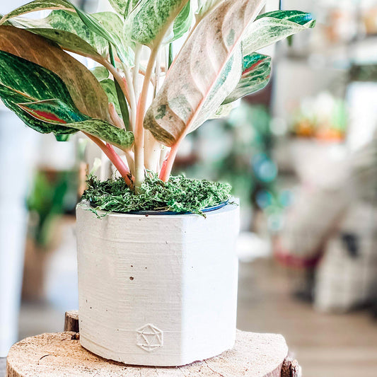 Jadeite | concrete pot