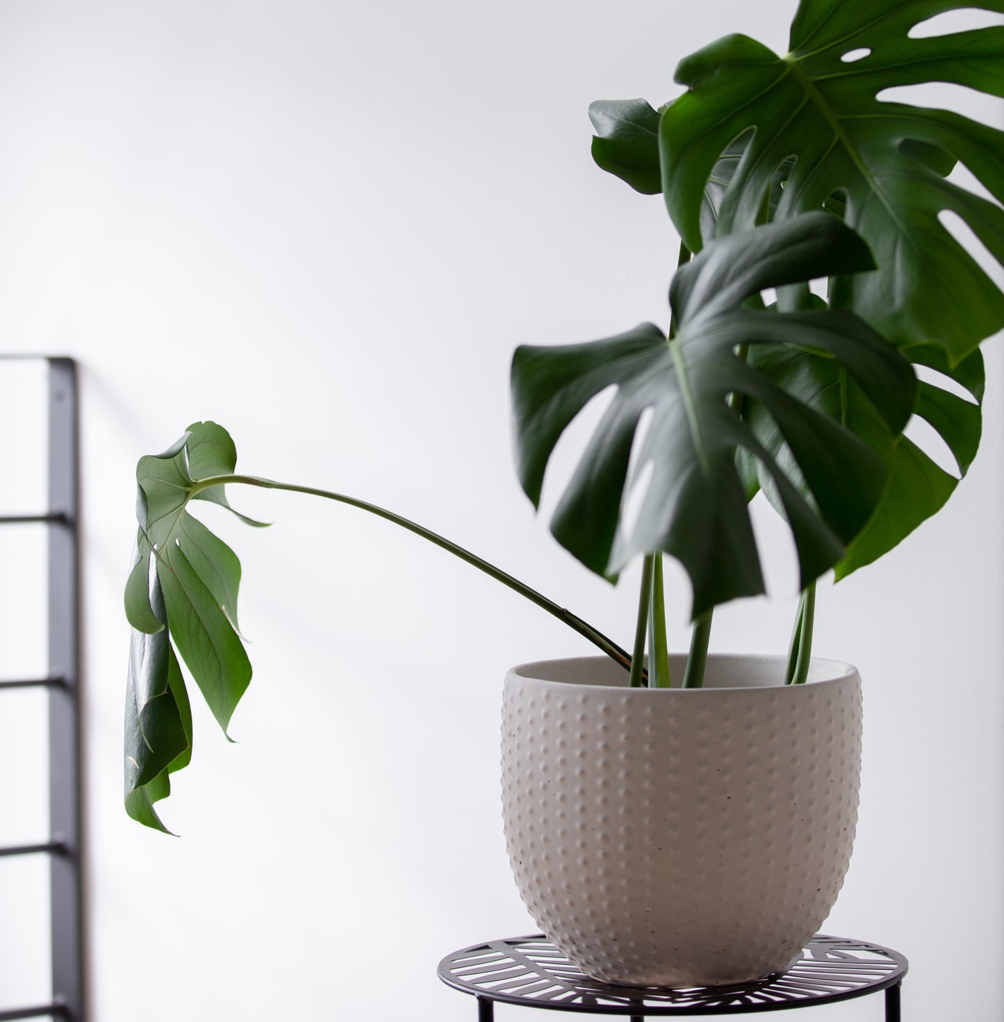 Pearl | concrete pot
