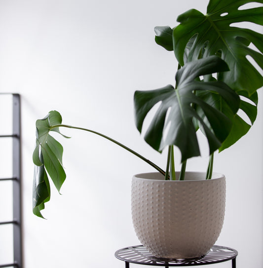 Pearl | concrete pot